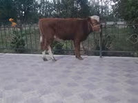 Lembu jantan, Cattle — foto 2