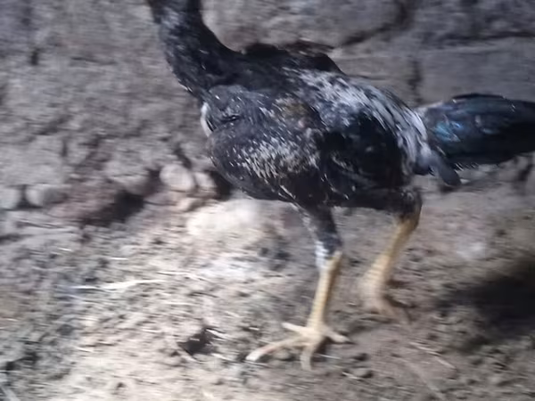 Shamo chickens — Kyrgyzstan