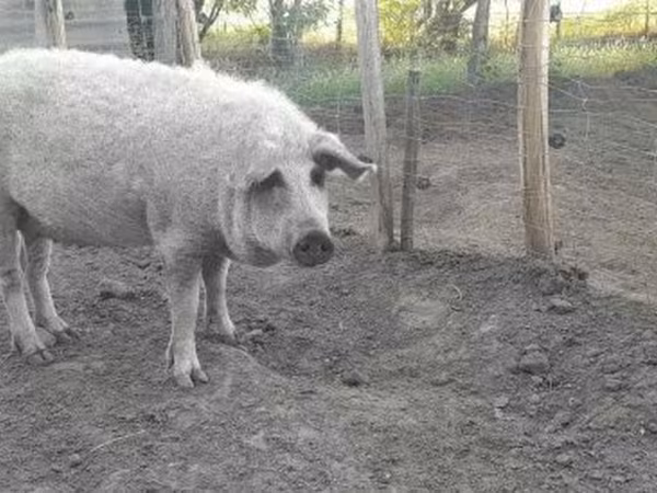 Krmača, Мангалица