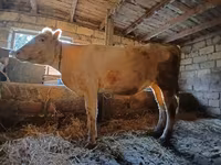Pecora, Charollais sheep — foto 1