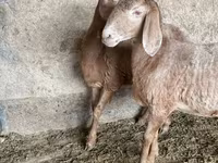 میش, Arashan sheep — عکس 2