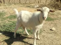 بز ماده, بز — عکس 5
