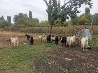 बकरी, Alpine goat — फ़ोटो 1