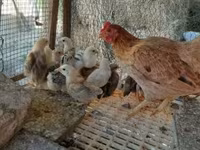 Chickens — foto 1