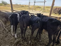 Tyre, Aberdeen-Angus — foto 1