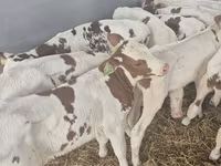 Bik, Simmental cattle — fotografija 3