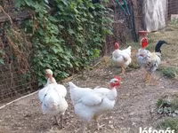 Chickens — عکس 3