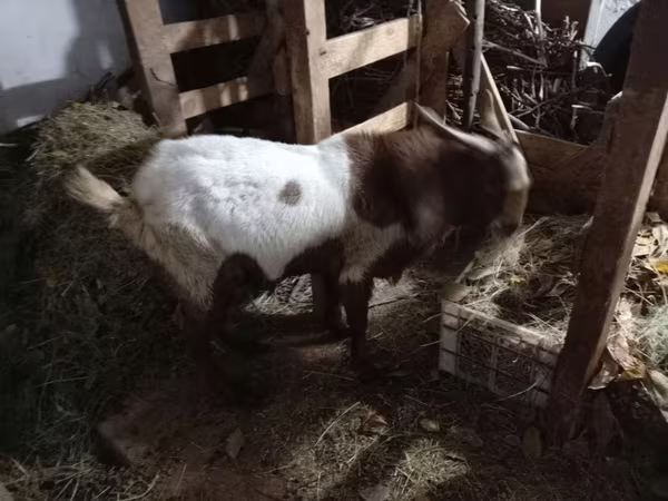 Taka, Nubian Goat