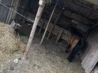 Cavallo, Cavalli — foto 1