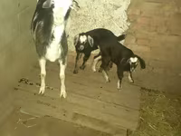 Ri’ dhaddig, Goats — sawirka 1