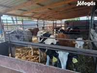 Banteng, Cattle — foto 1