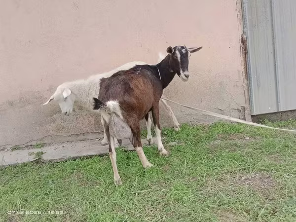 Ziege, Alpine goat