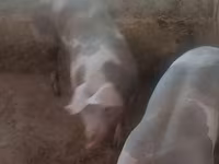 แม่สุกร, หมู — รูปภาพ 4