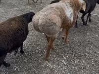 Kambing jantan, Sheep — foto 5