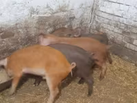 মাদি শূকর — ছবি 3