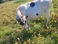 گاو ماده, Russian Black pied cattle — عکس 2