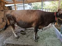गाय, Swiss cattle — फ़ोटो 2