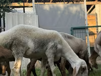 Får, Arashan sheep — foto 6