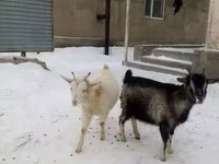 Kambing jantan, Goats — foto 3