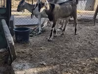 ፍየል, Nubian Goat — ፎቶ 6