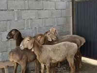 Montone, Arashan sheep — foto 3