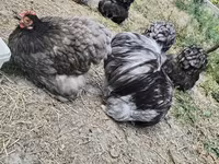 براهما — عکس 5