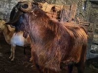 Ямааны ухна, Kamori goats — 2 зураг