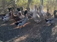 Ducks — լուսանկար 2