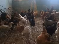 Chickens — عکس 3