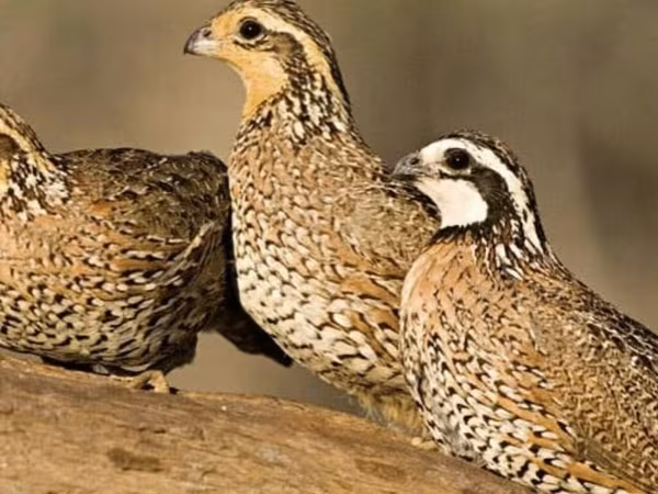 Bobwhite