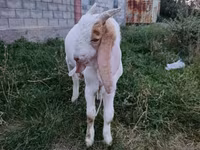Kambing jantan, Gulabi goats — foto 2