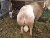 Kambing jantan, Rambouillet sheep — foto 5