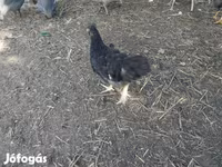 Chickens — عکس 2