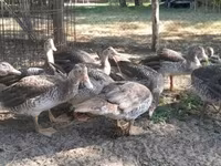 Ducks — الصورة 2