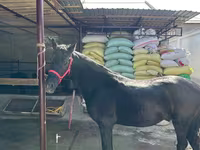 Cavallo, Cavalli — foto 6
