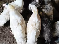 Ducks — รูปภาพ 5