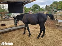 Hengst, Paarden — foto 2