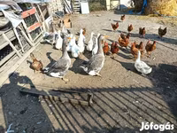Geese — الصورة 3