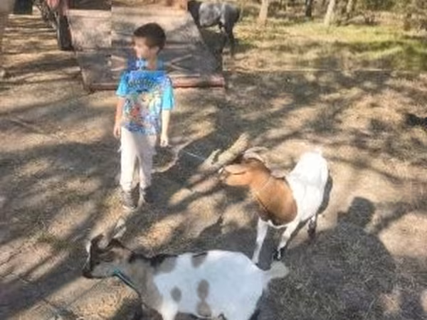 Billy Goat, Dutch Landrace goats — Hungary