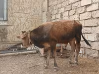 Byk, Russian Black pied cattle — zdjęcie 5