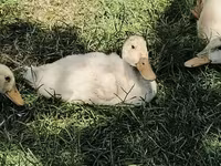 Ducks — foto 2