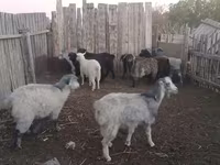 Cabra, Cabras — foto 1