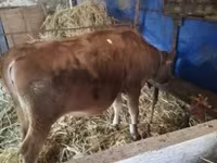 ላም, Jersey breed — ፎቶ 3