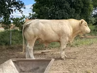 ወንድ በሬ, Charolais cattle — ፎቶ 2
