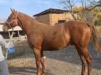اسب نر, Thoroughbred horse — عکس 8