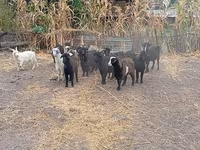Ged, Alpine goat — foto 7