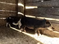 Babi betina, Вьетнамская вислобрюхая — foto 3