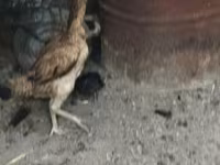 Chickens — zdjęcie 3