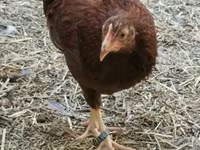Chickens — zdjęcie 3