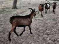 Caprone, Alpine goat — foto 2